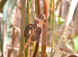 Red Saddlebags